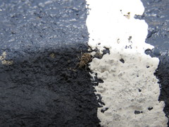 Eudiagogini