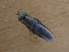 Scenopinus fenestralis