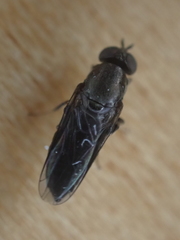 Scenopinus fenestralis