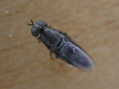 Scenopinus fenestralis