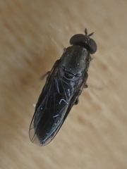 Scenopinus fenestralis