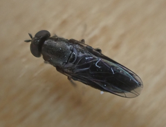 Scenopinus fenestralis