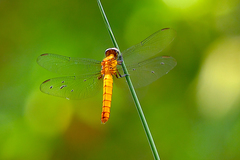 Lyriothemis