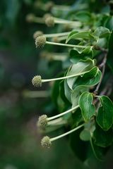 Cornus kousa