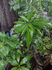 Mangifera indica