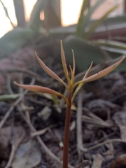 Mangifera indica