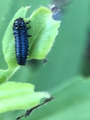 Trirhabda canadensis