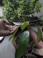 Mangifera indica