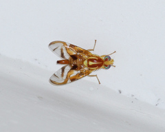 Anastrepha fraterculus