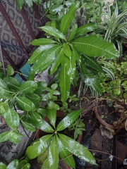 Mangifera indica