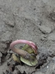 Mangifera indica