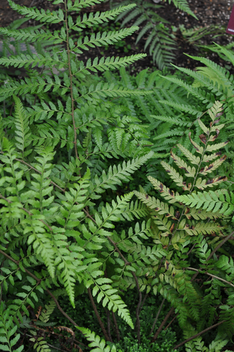 Polystichum drepanum (Madeira Endemic Species still to be found (Vítor ...