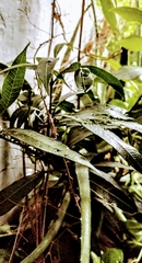 Mangifera indica