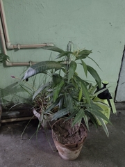 Mangifera indica