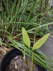 Mangifera indica