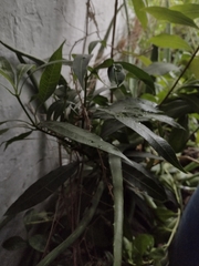 Mangifera indica