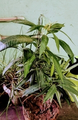 Mangifera indica