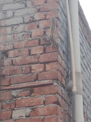 Funambulus pennantii