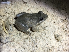 Leptodactylus podicipinus