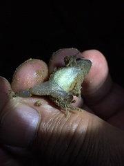 Leptodactylus podicipinus