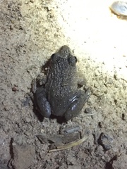 Leptodactylus podicipinus