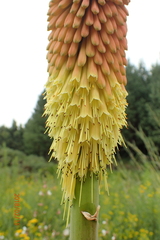 Kniphofia linearifolia