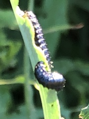 Trirhabda canadensis