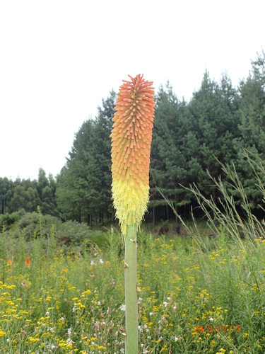 Image of Kniphofia linearifolia by no rights reserved