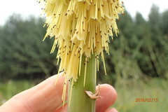 Kniphofia linearifolia