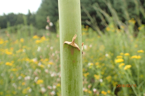 Image of Kniphofia linearifolia by no rights reserved