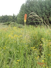 Kniphofia linearifolia