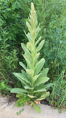 Verbascum thapsus