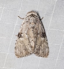 Barasa cymatistis