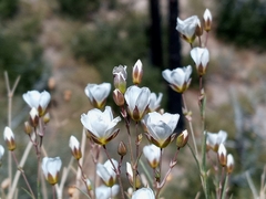 Eremogone macradenia