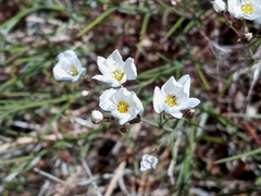 Eremogone macradenia