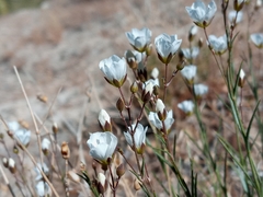 Eremogone macradenia