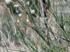 Eremogone macradenia