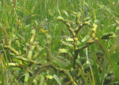 Callyspongia subarmigera