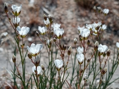 Eremogone macradenia