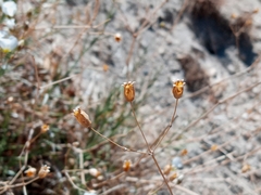 Eremogone macradenia