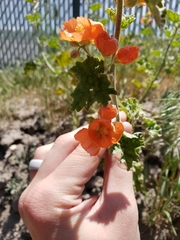 Sphaeralcea munroana