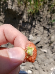 Sphaeralcea munroana