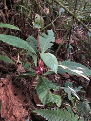 Trichodrymonia metamorphophylla
