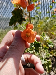 Sphaeralcea munroana