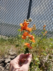 Sphaeralcea munroana