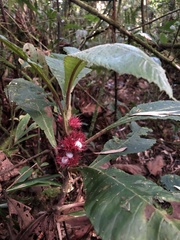 Trichodrymonia metamorphophylla