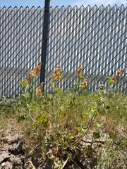 Sphaeralcea munroana