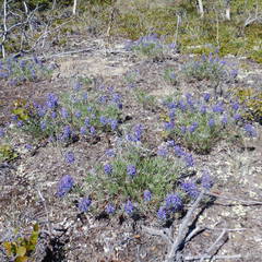 Lupinus kuschei
