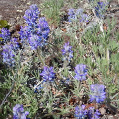 Lupinus kuschei