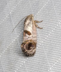 Eupselia beatella